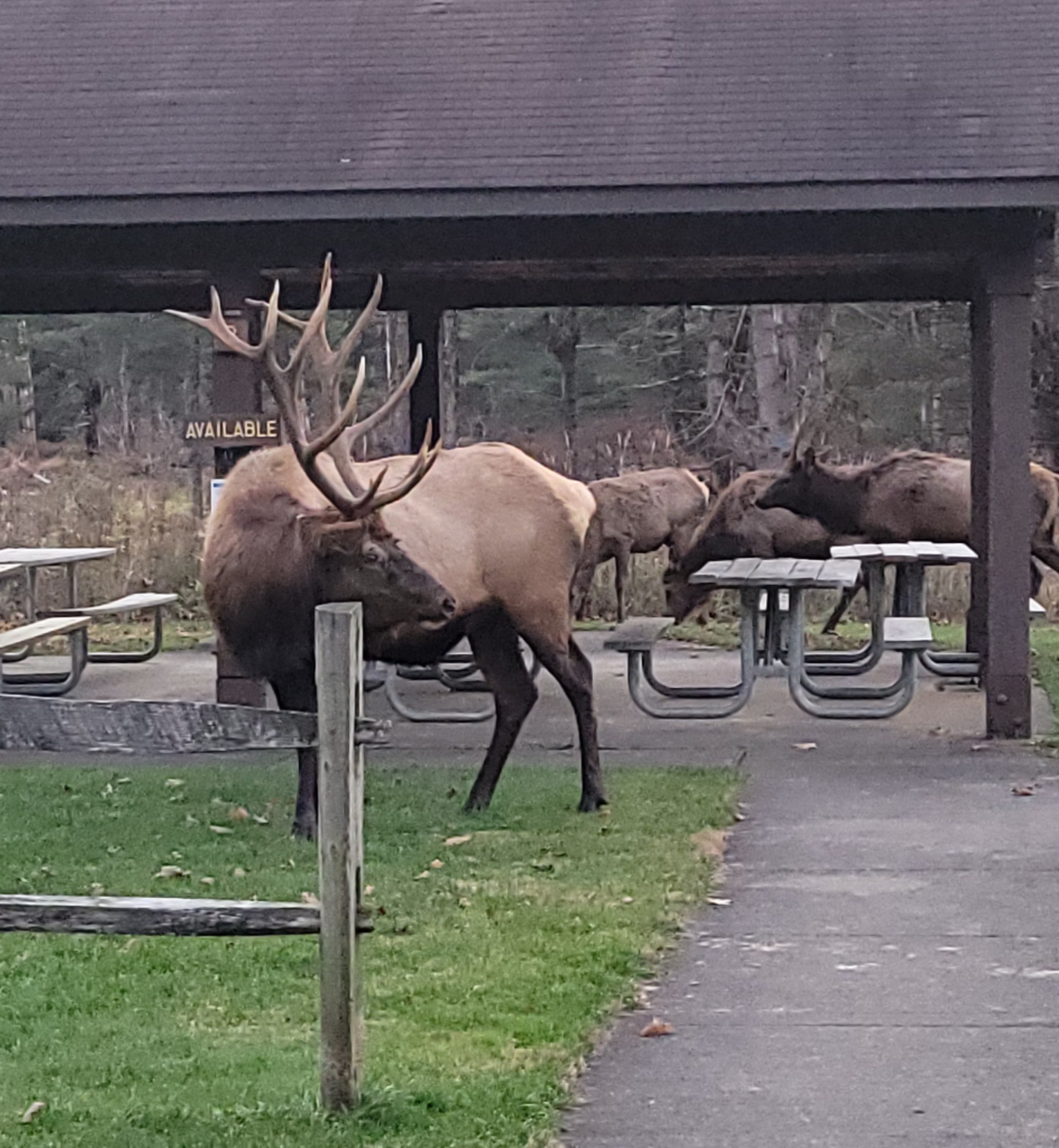 big 'ole elk!